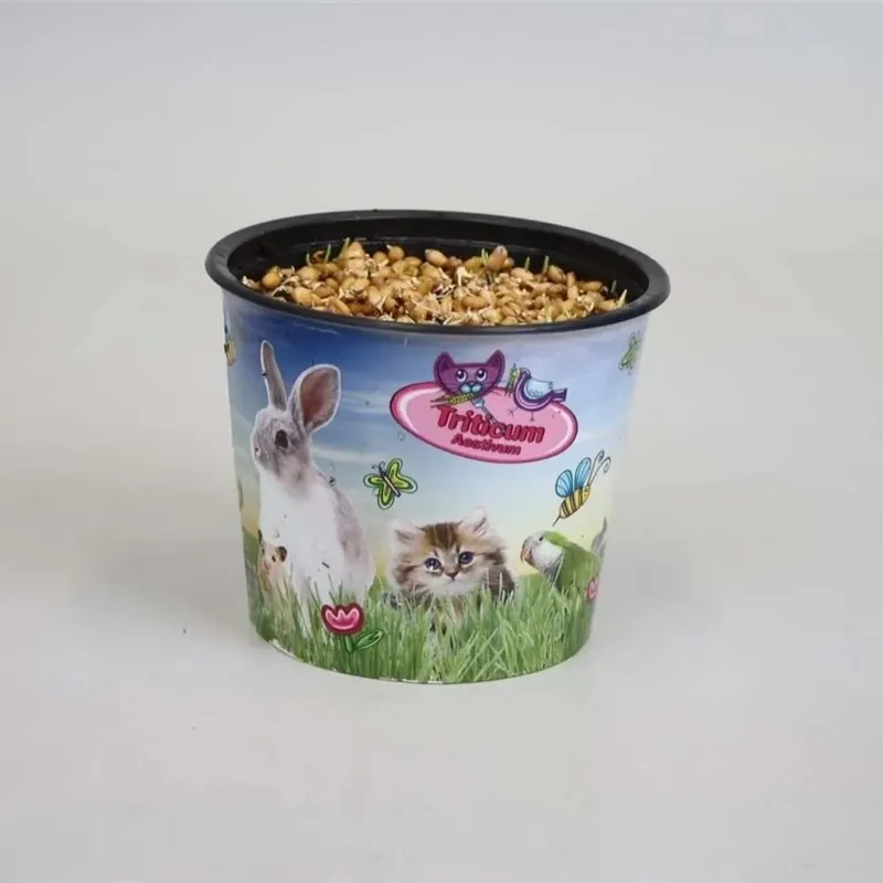 Triticum Vaso 12 cm Direct Beschikbaar