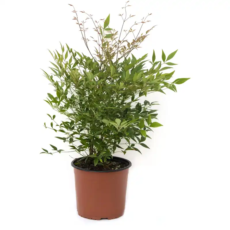 Nandina 30/40 cm Voordeelprijs