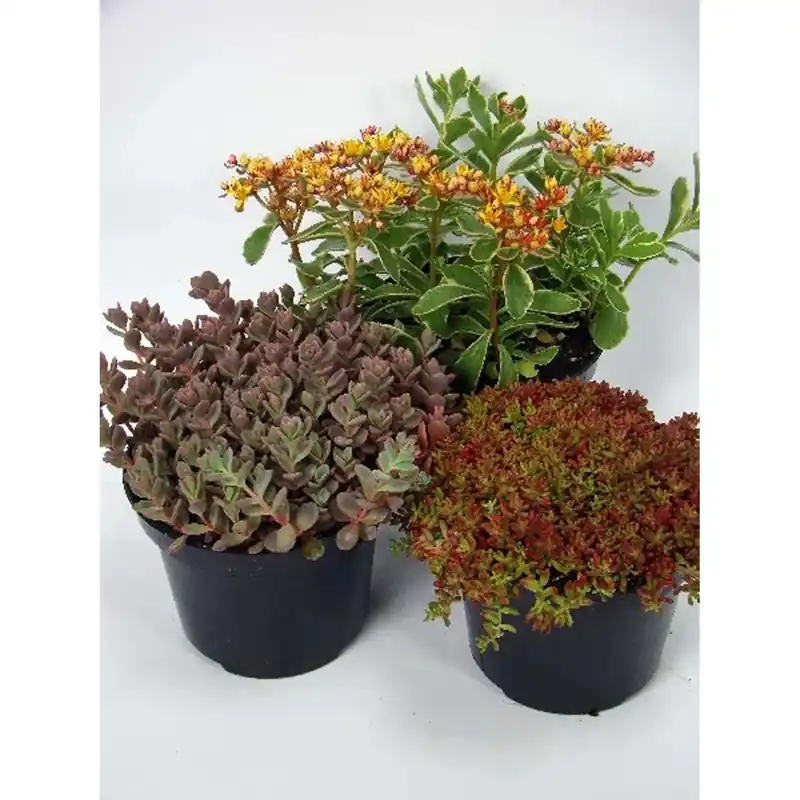 Sempervivum mix vaso 14 cm Beperkte Voorraad