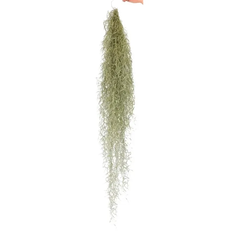 Hete Deal Tillandsia Fiori vaso 5 cm