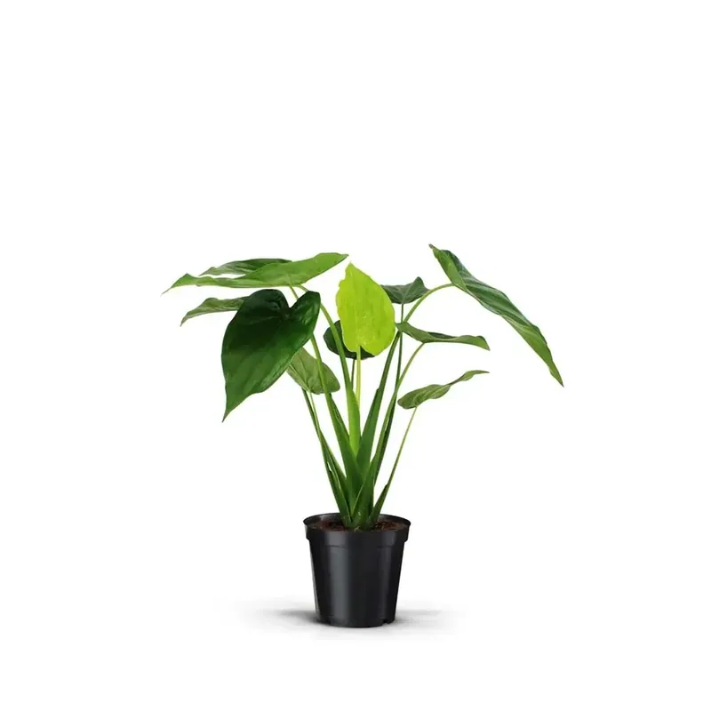 Alocasiamix Vs 19 Vaso 19 cm Koop Online