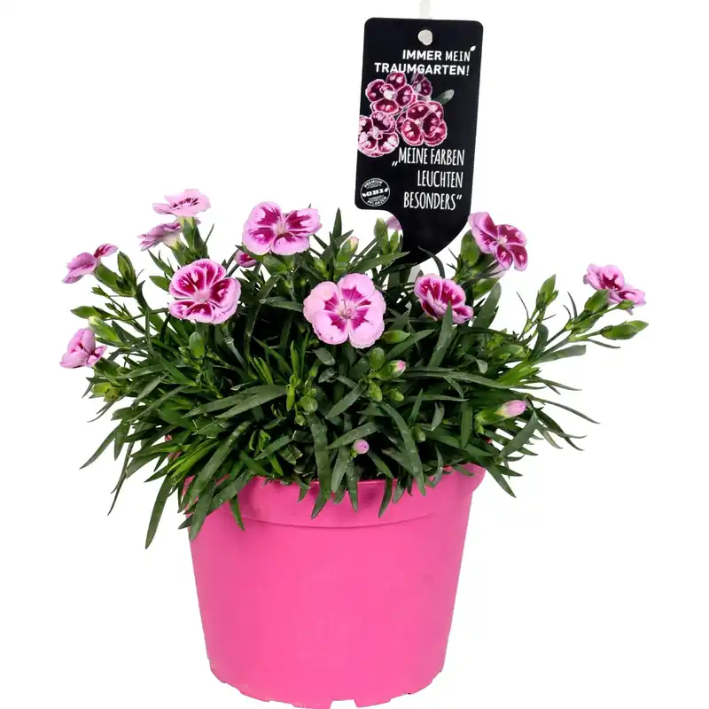 Garofano dei poeti Doublelicious Charmy Dianthus roseo vaso Ø 20 cm Meest Verkocht