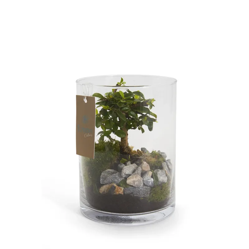 Bonsai in cilindro di vetro Ø cm 15 Favoriet