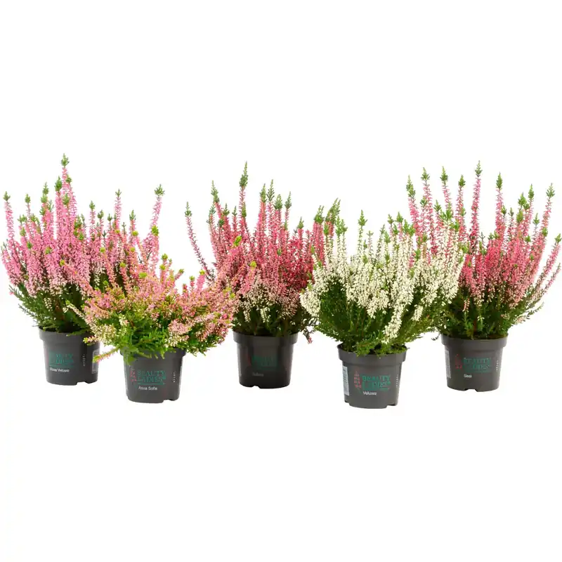 Erica Calluna vulgaris Beauty Ladies vaso 9 cm Actieprijs