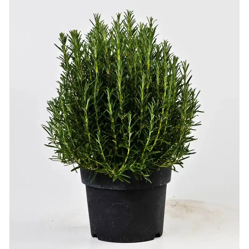 Pianta di Rosmarino vaso Ø 19 cm Laatste Kans