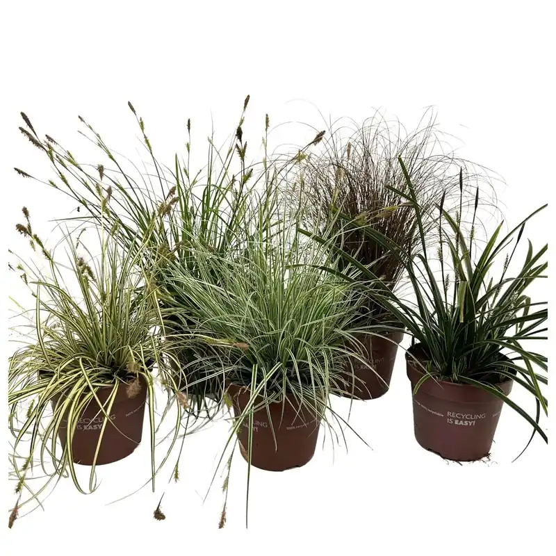 Carex selezione mix vaso Ø 12 cm Koopje