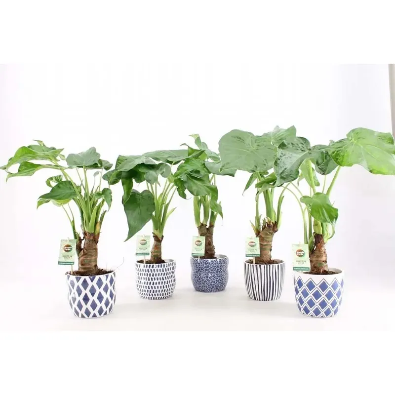 Koopje Alocasia Su Tronco VS Jungle ceramicaica vaso 14 cm