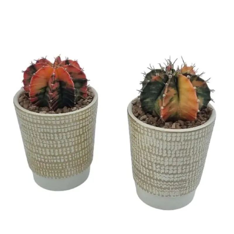 Gymnocalycium mihanovichii raro vaso Ø 16 cm Beperkt Aanbod