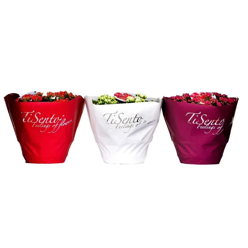 Kalanchoe fiore doppio Tisento vaso Ø 23 cm Gereduceerde Prijs