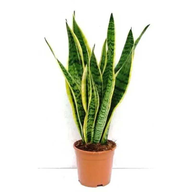Sanseveria vaso 12 cm Bestseller