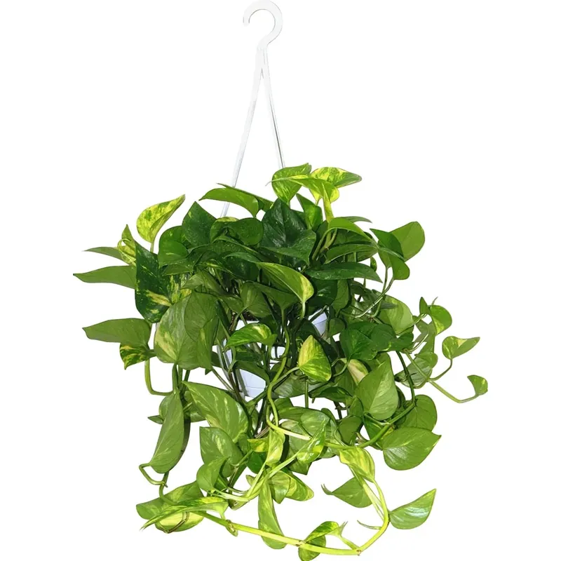 Pothos basket Lage Prijs