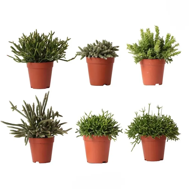 Actieprijs Rhipsalis Misto vaso 9 cm