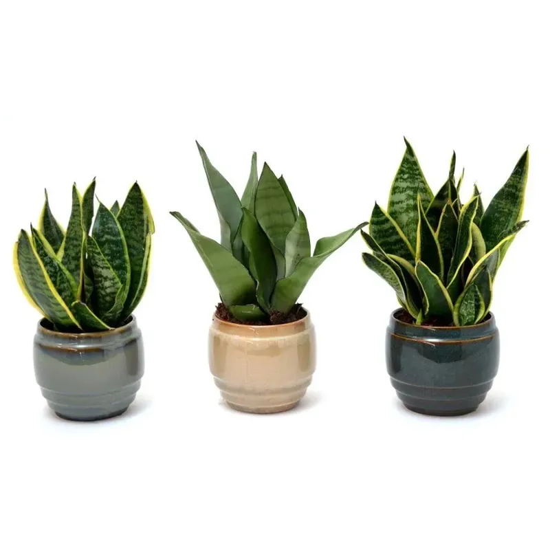 Sanseveria vaso in ceramica Ø cm 14 Gereduceerde Prijs