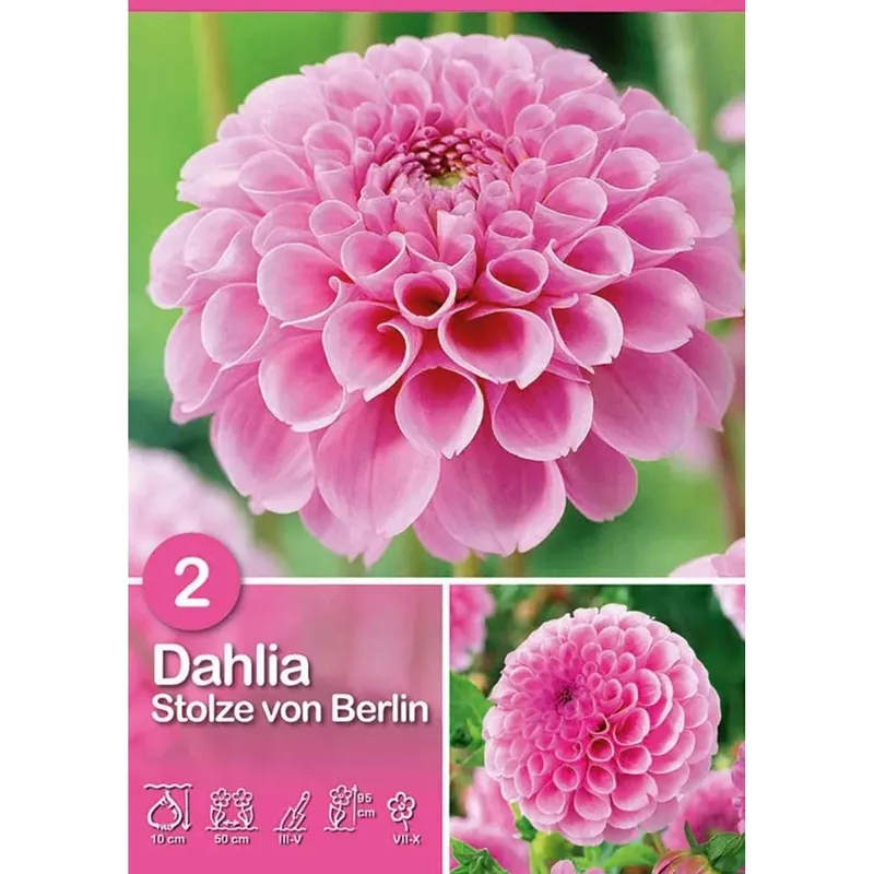 Dalia "Stolze von Berlin" Fabrieksprijs