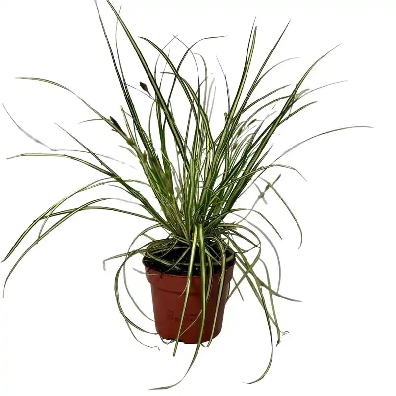 Beperkt Aanbod Carex Hachijoensis Evergold vaso Ø 12 cm