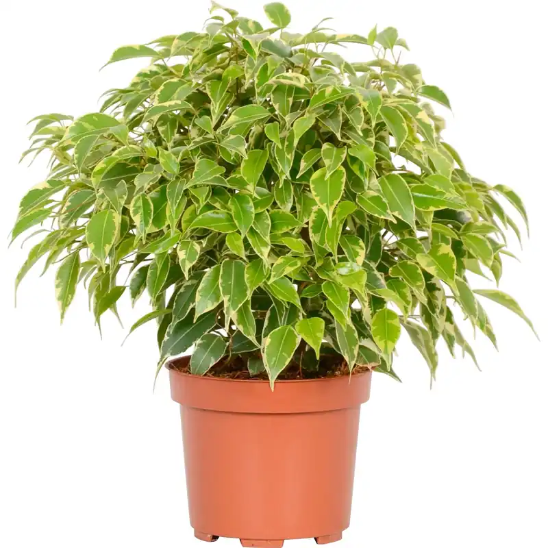 Direct Beschikbaar Ficus Benjamina "Kinky" Ø 12 cm