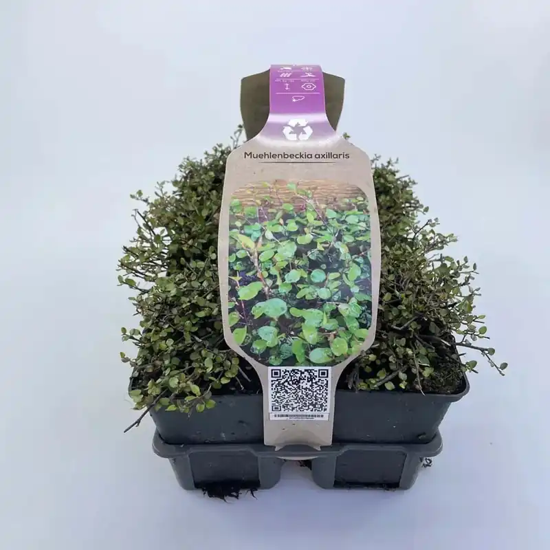 Muehlenbeckia Axuillaris vaso 9 cm Goedkoop