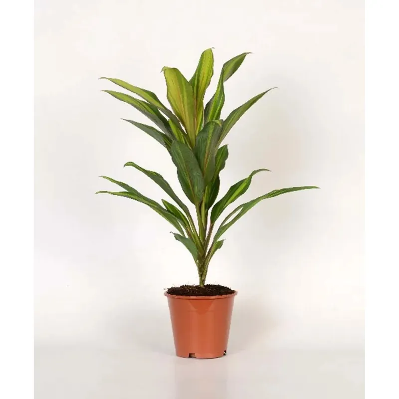 Cordyline Fruticosa Kiwi vaso 12 cm Korting