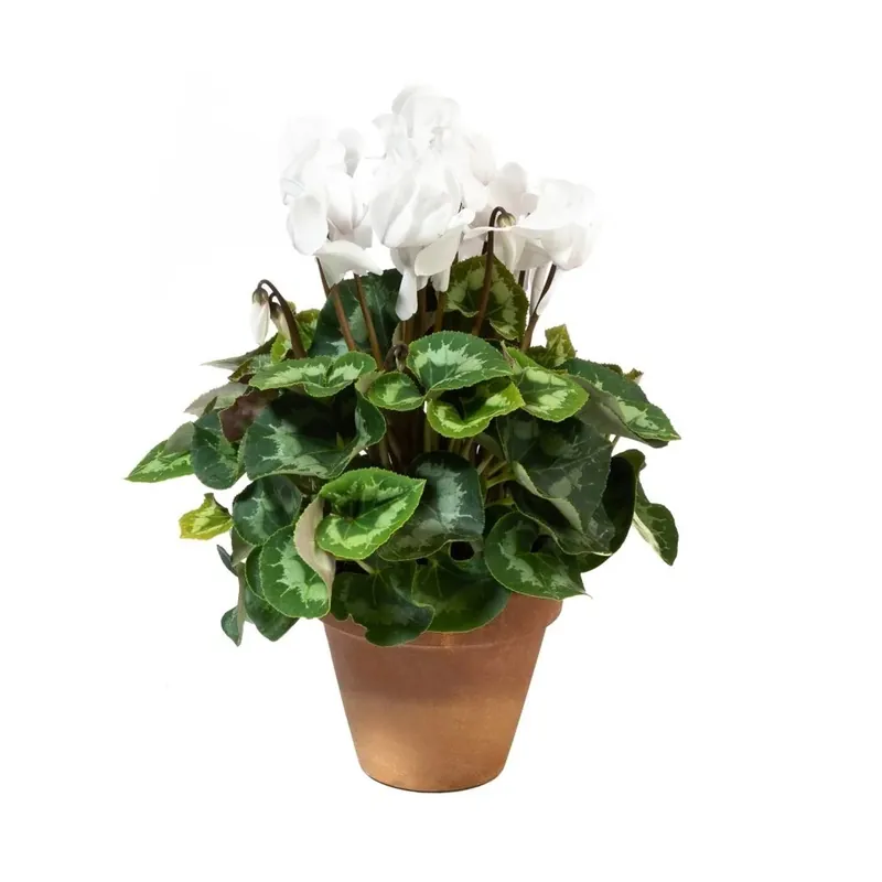Ciclamino vaso 15 cm terracotta Lage Kosten