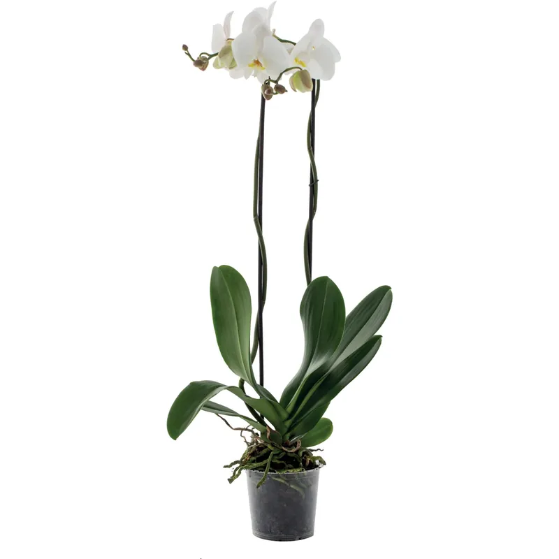 Laatste Versie Orchidea Phalaenopsis Grandiflora 2 rami bianco
