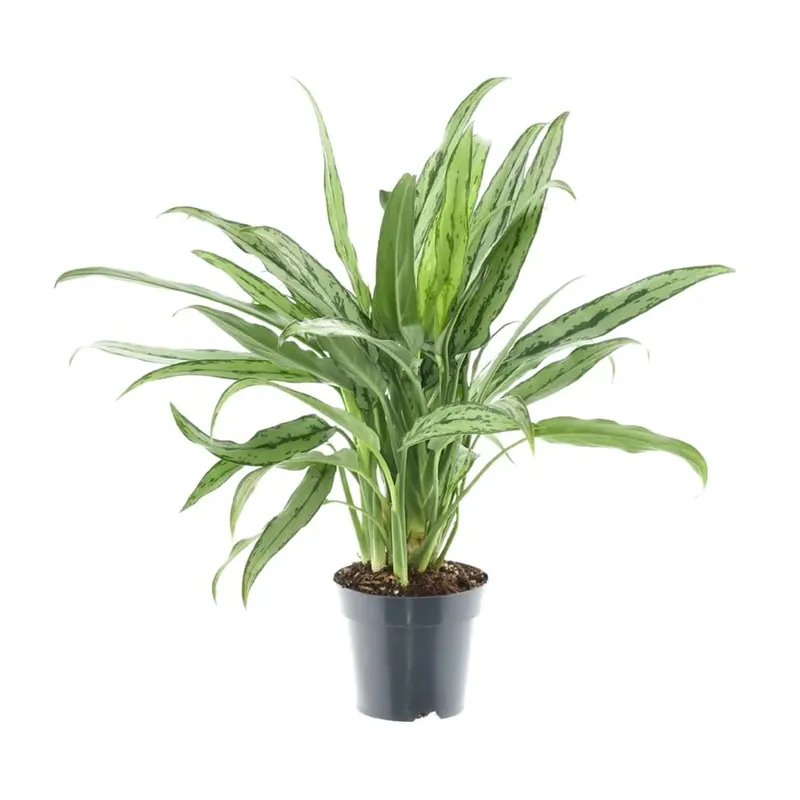 Koop Online Aglaonema Con vaso 17 cm