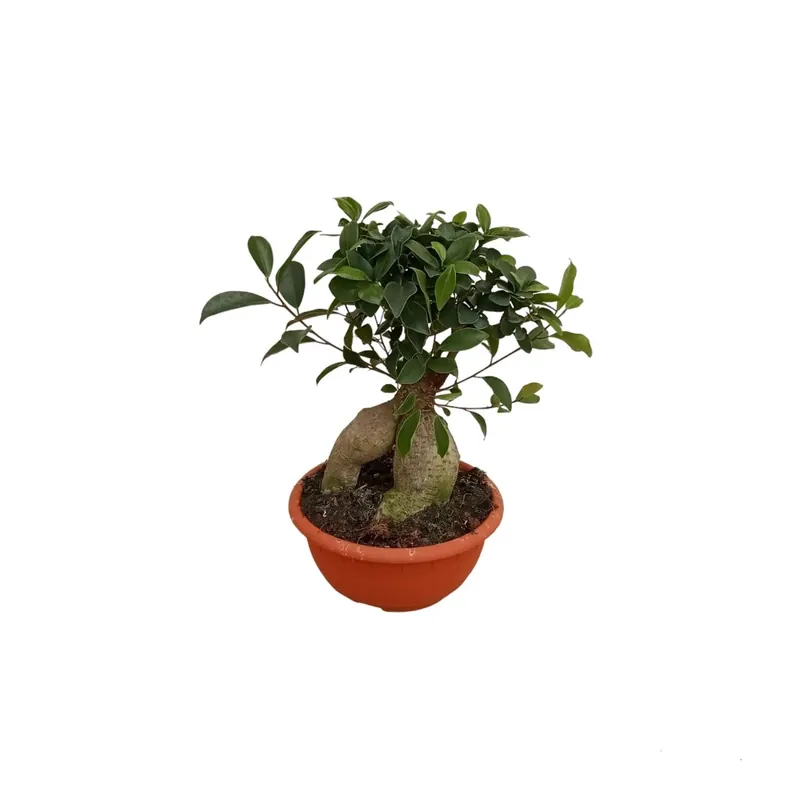 Ficus Ginseng vaso Ø 20 cm Gratis Retour