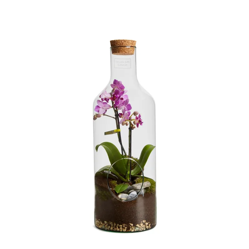 Phalenopsis orchidee in bottiglia vetro Ø 15 cm Express Levering
