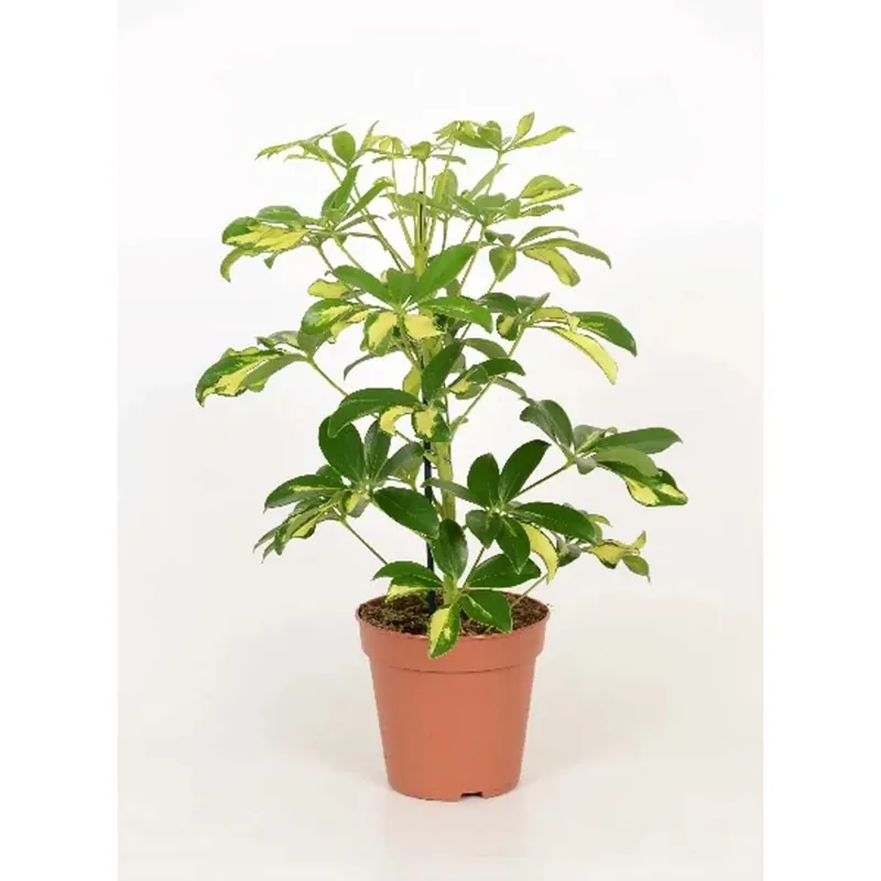 Gratis Retour Schefflera Arboricola Var. vaso 13 cm