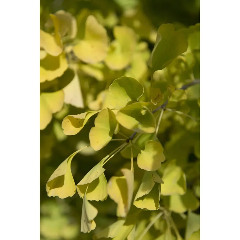 Ginkgo biloba bonsai Lage Kosten