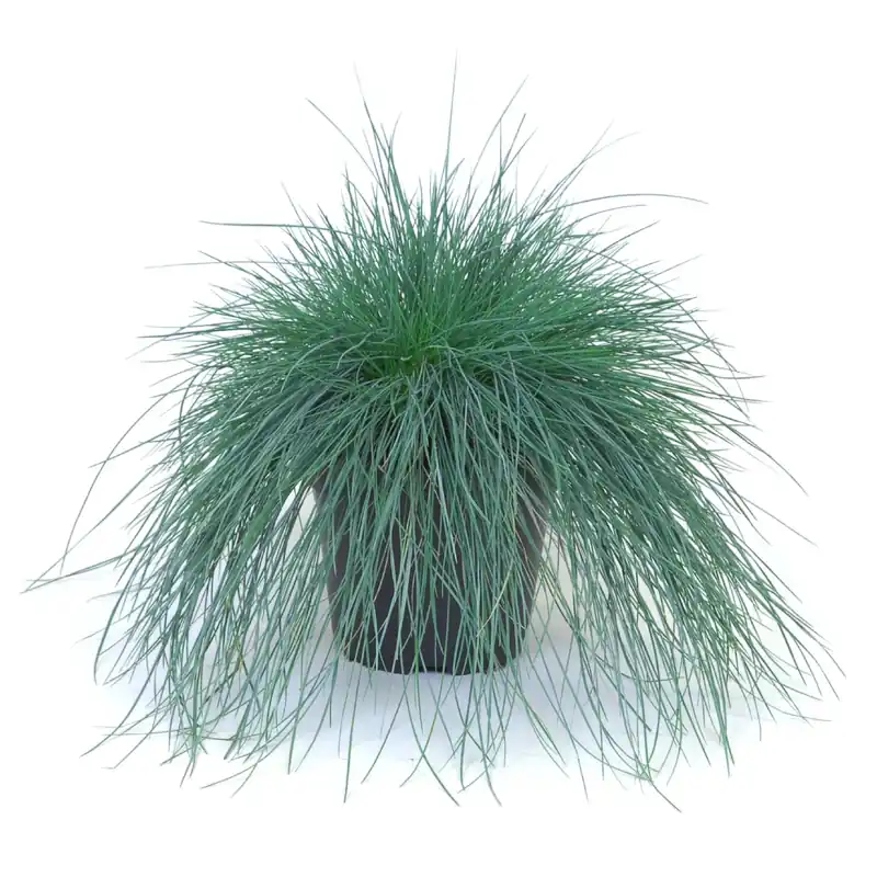 Bestel Nu Festuca blu vaso Ø 17 cm
