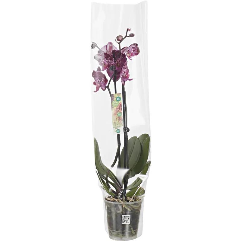 Laatste Versie Phalaenopsis Taiwan Special Ø 12 cm