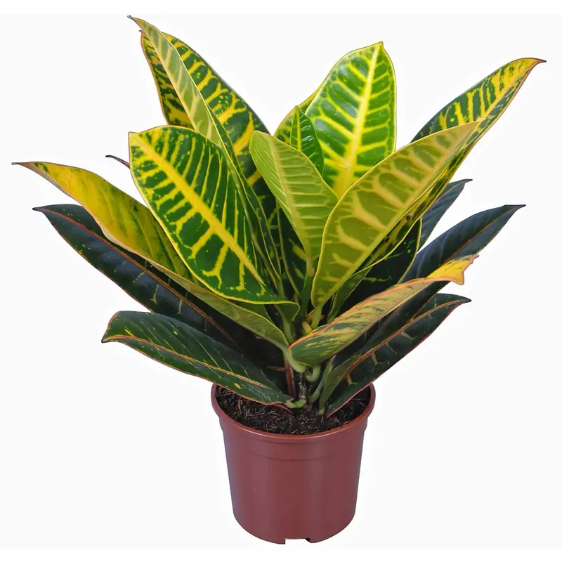 Weekendaanbieding Croton variegato Ø 13 cm