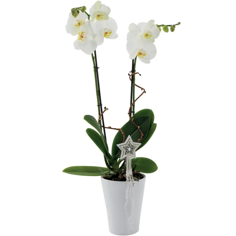 Phalaenopsis 2 Rami vaso in ceramica Dagaanbieding