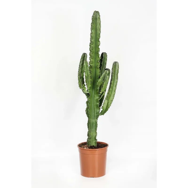 Euphorbia eritrea Piante grasse vaso Ø 19 cm Direct Beschikbaar