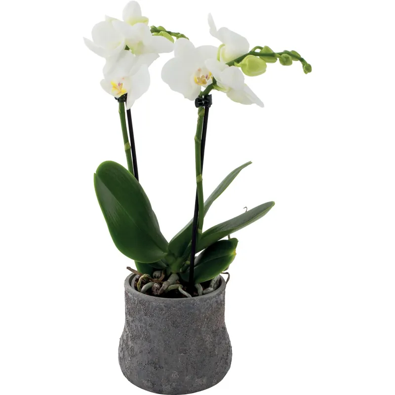 Orchidea Phalaenopsis 2 Rami bianco Goedkoop