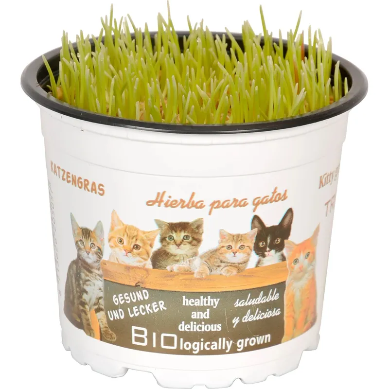 Korting Erba hordeum "erba gatta" Ø 12 cm