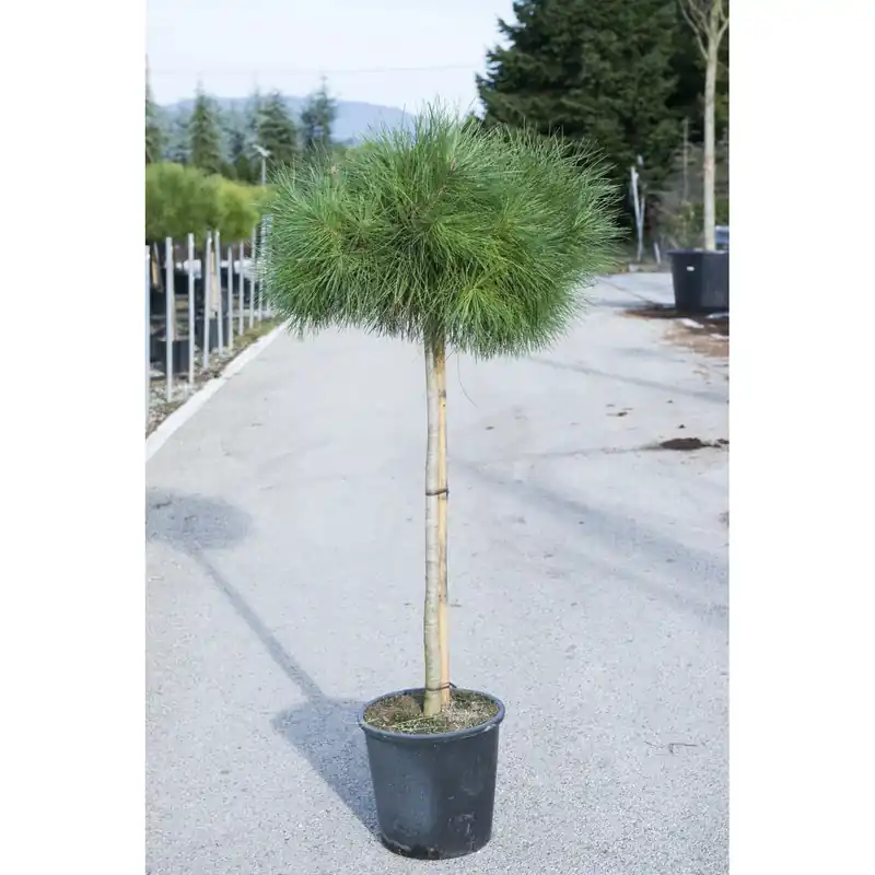 Korting Pinus pinea mezzo fusto
