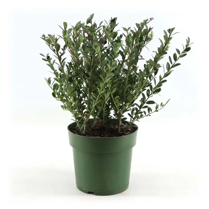 Ilex Crenata vaso 17 cm Korting