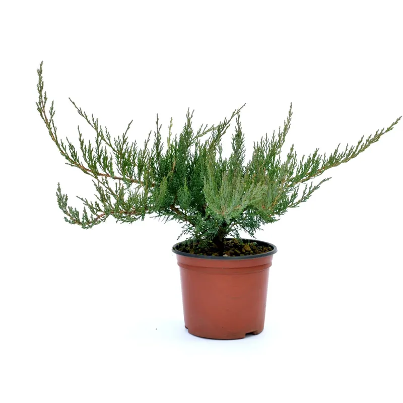Merkproduct Ginepro Rockery mixed