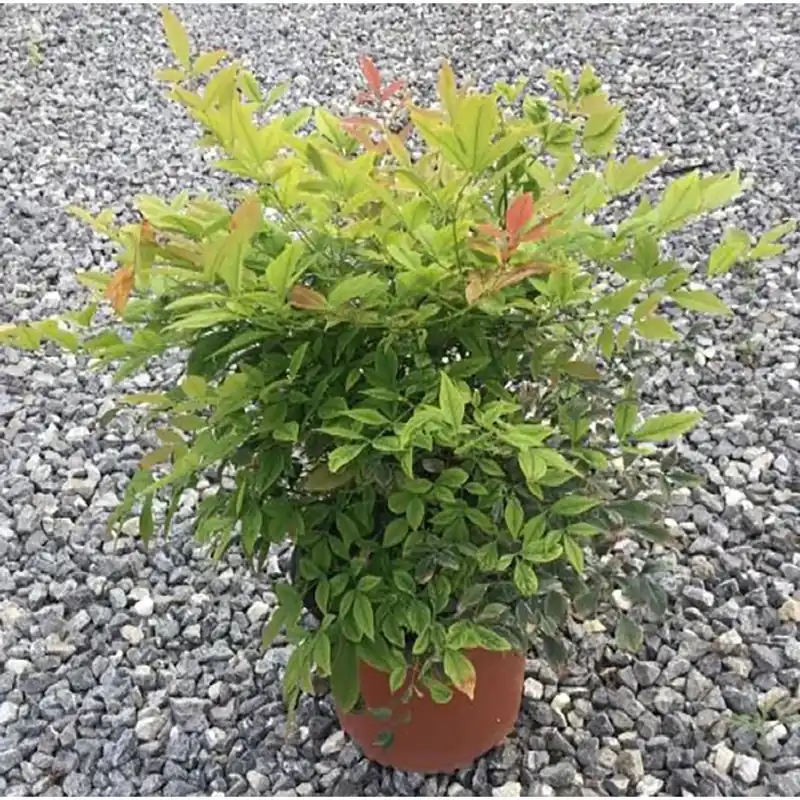 Favoriet Nandina domestica Gulf Stream cespuglio h 25/30 cm