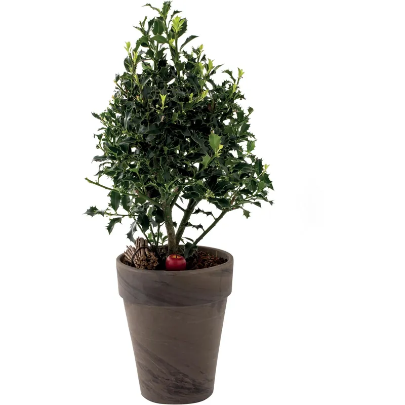 Ilex Aquifolium vaso in ceramica Snelle Levering