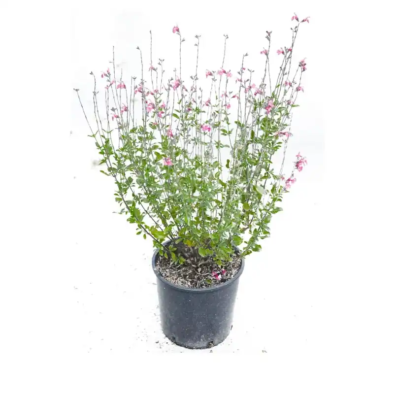 Salvia Jamensis vaso lt 3 Tijdelijk Beschikbaar