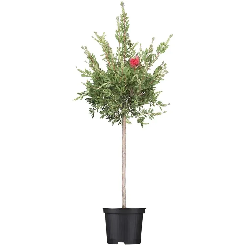 Callistemo Red Star vaso 18 cm Uitverkoop