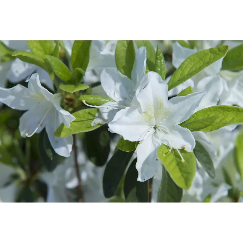 Azalea japonica Rhododendron cespuglio 40/60 cm Beperkt Aanbod