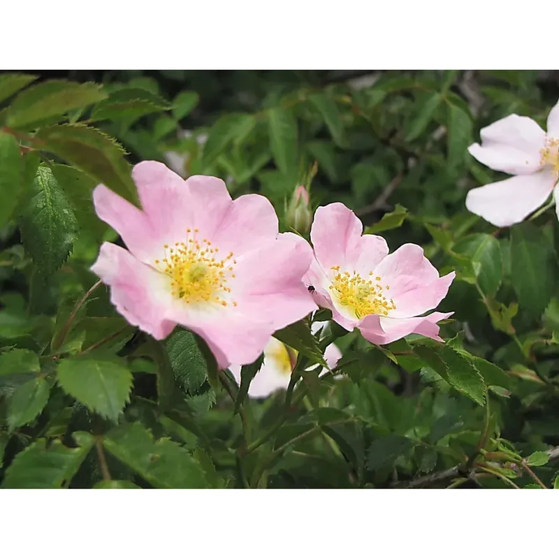 Rosa Canina vaso lt 3 Lage Prijs
