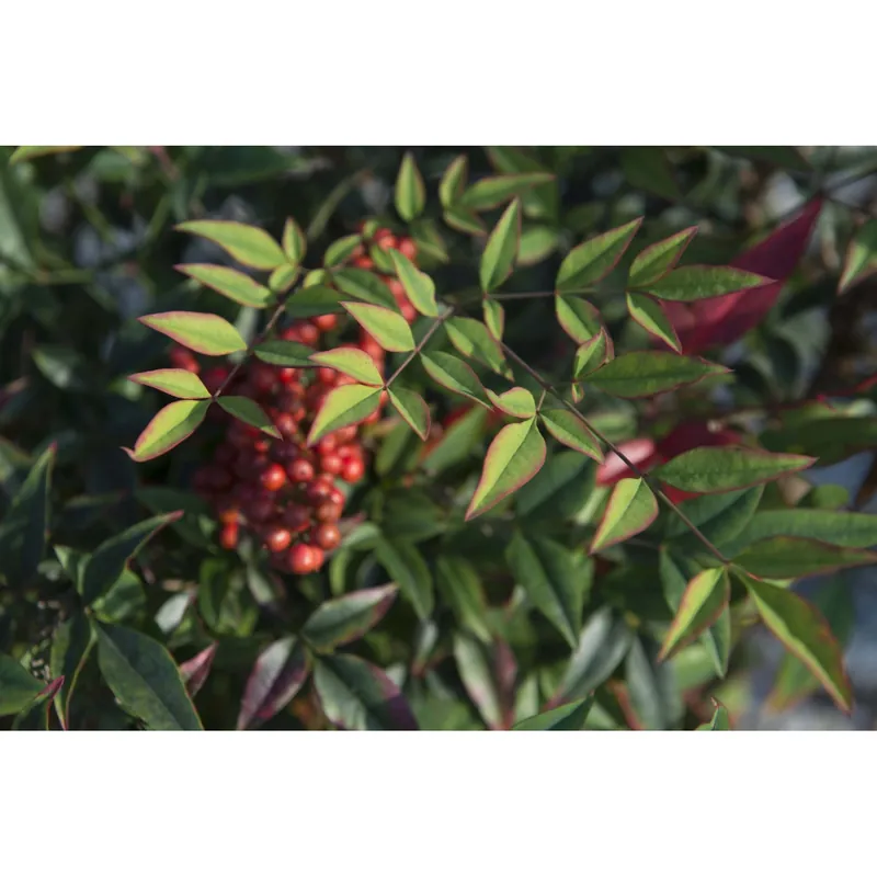 Nandina domestica cespuglio h cm 60/80 Beste Prijs