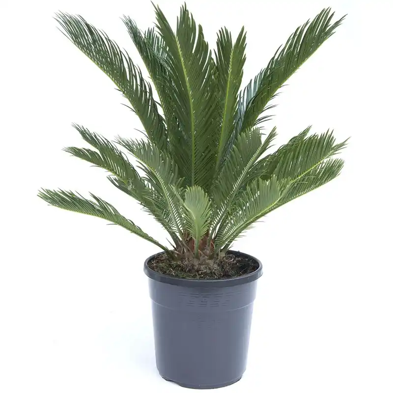 Goedkoop Cycas