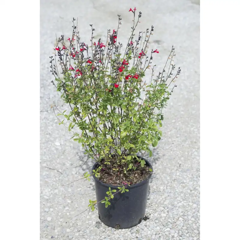Salvia x jamensis Gereduceerde Prijs