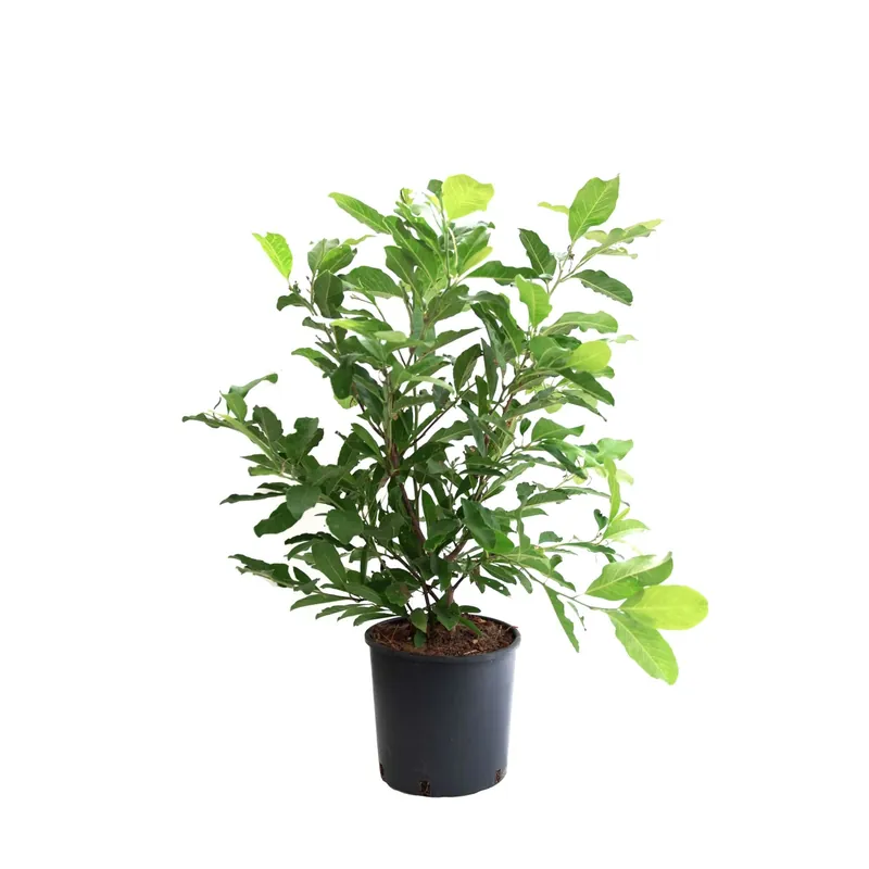 Gereduceerde Prijs Magnolia stellata