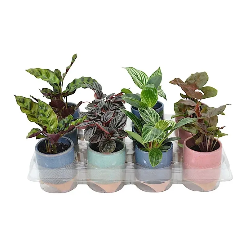 Express Levering Composizioni piante mix in ceramica